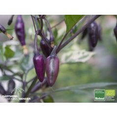 Purple Tiger (Lila tigris) Chili Paprika Magok