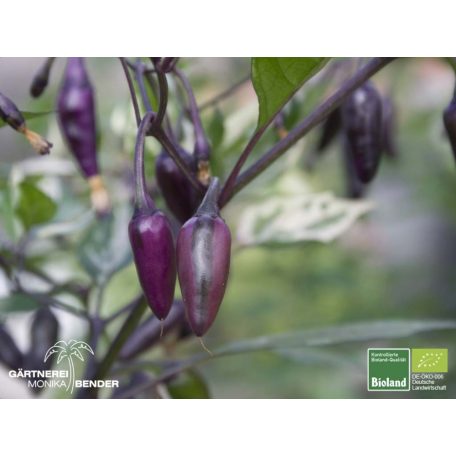 Purple Tiger (Lila tigris) Chili Paprika Magok