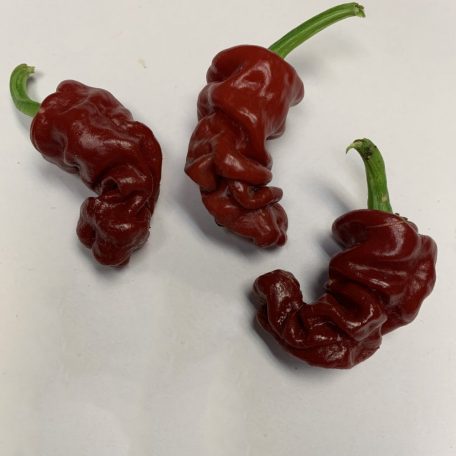 Zou-Pi (Shar Pei) Chili Paprika Magok