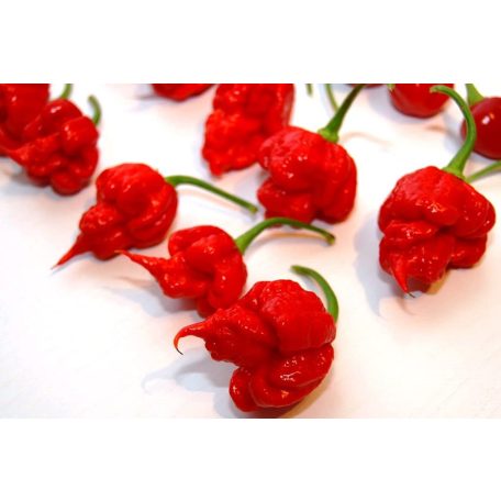 7Pod Primo Red Chili Paprika magok