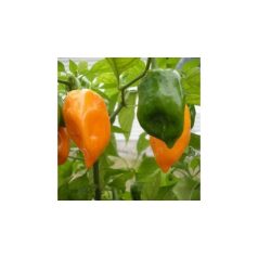 Habanero Big Sun (Narancs Habanero) Chili Magok