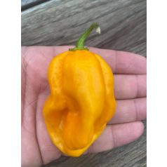 Habanero Neon Dream Chili Paprika magok