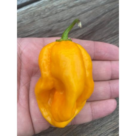 Habanero Neon Dream Chili Paprika magok