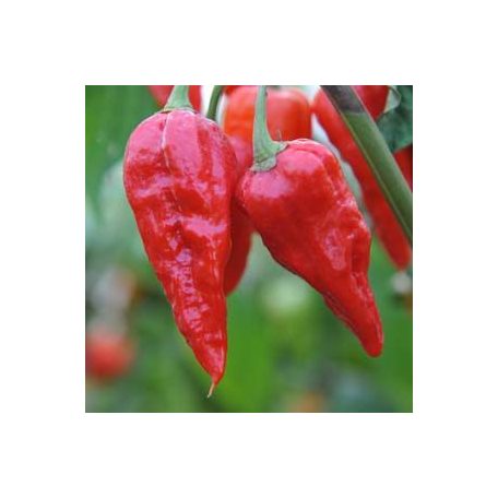 Naga Morich Chili paprika magok